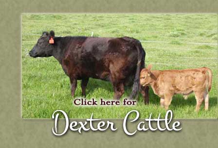 Dexter Cattle