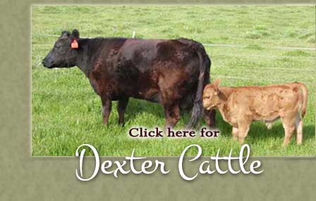 Dexter Cattle