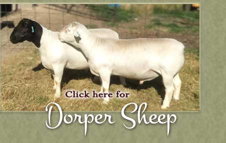 Dorper Sheep