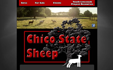 Chico State Sheep
