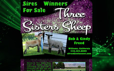 Three Sisters Sheep